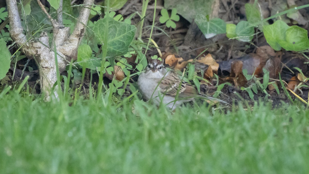 Chipping Sparrow - ML646661942