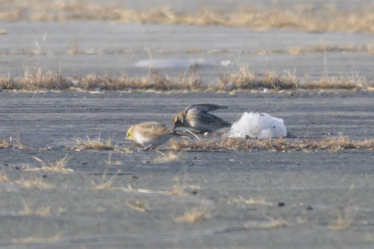 Lapland Longspur - ML646661945