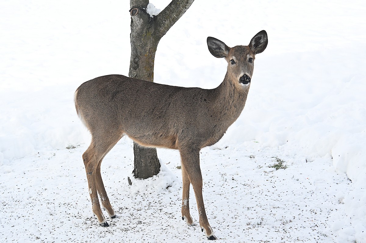 オジロジカ - ML646661947