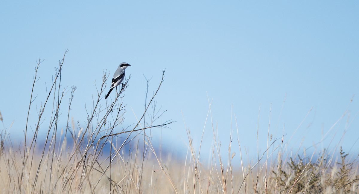 Pie-grièche migratrice - ML646661948