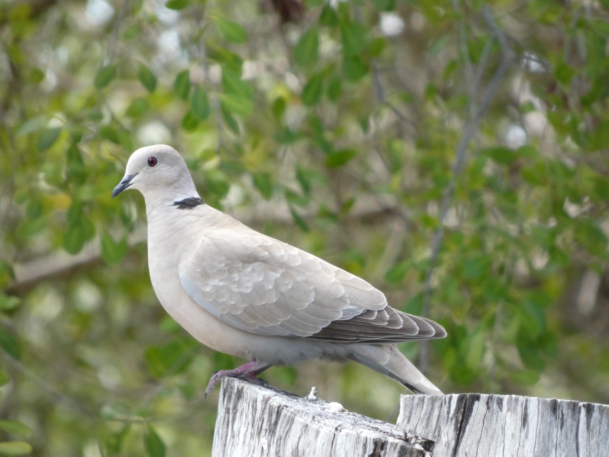 Eurasian Collared-Dove - ML646661950