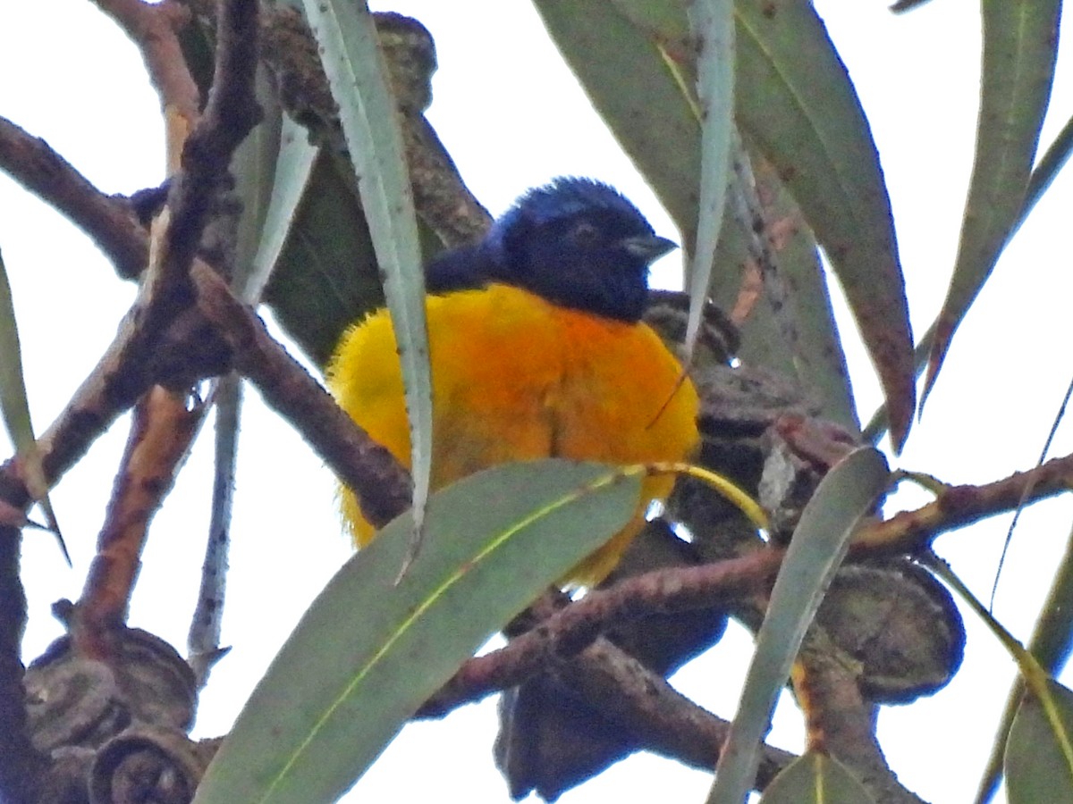 Goldbürzelorganist - ML646661951