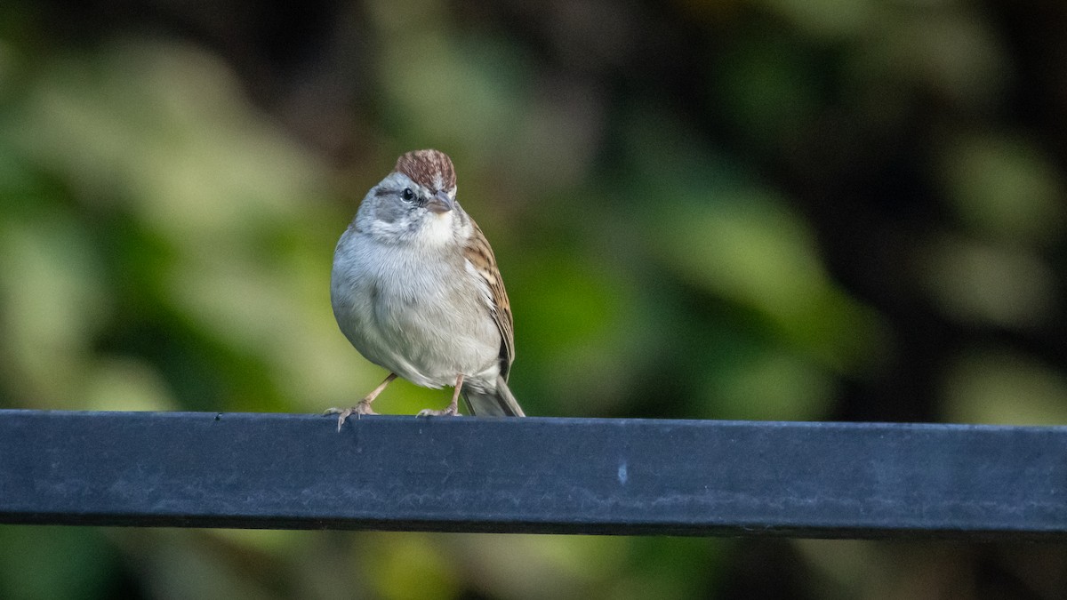 Chipping Sparrow - ML646661953
