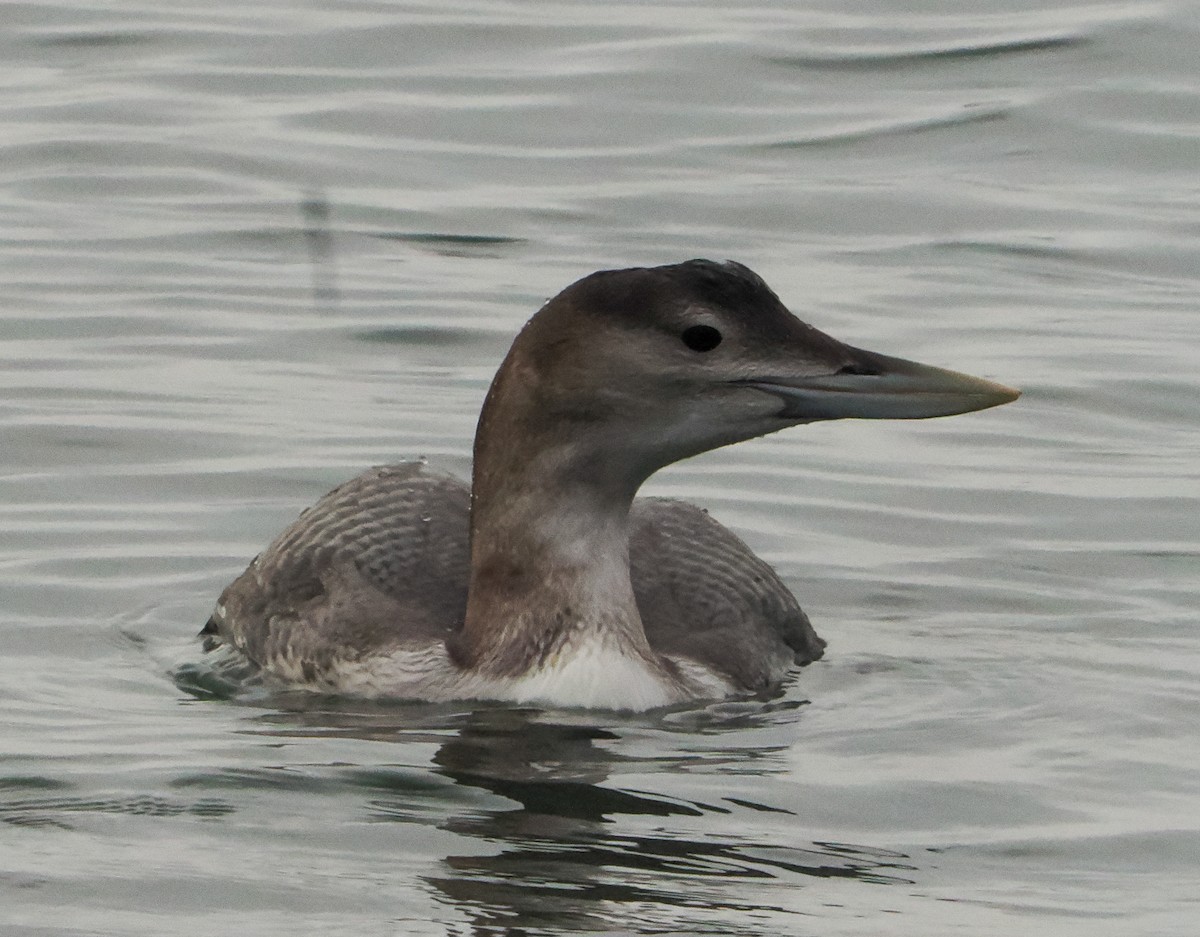 Yellow-billed Loon - ML646661954