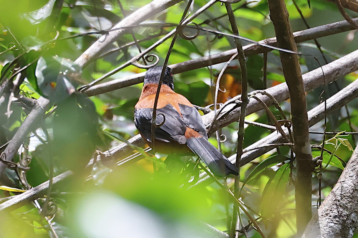 Пітогу темноголовий - ML646661955