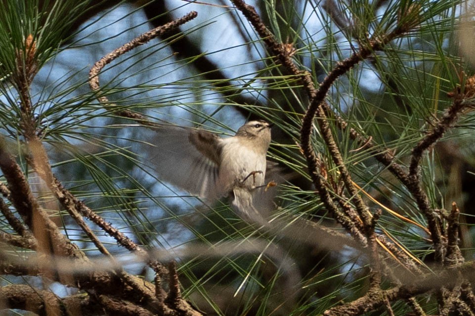 Golden-crowned Kinglet - ML646661956