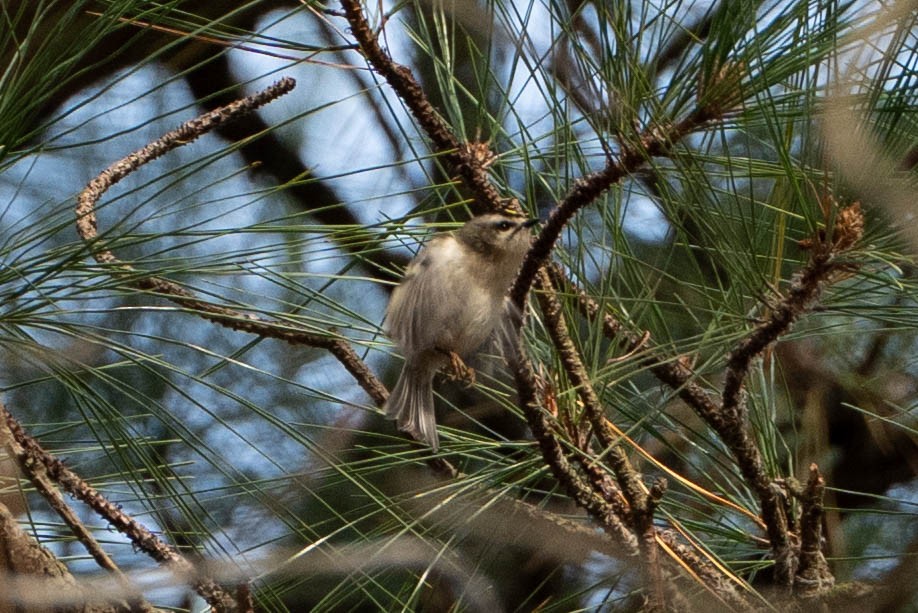 Golden-crowned Kinglet - ML646661957