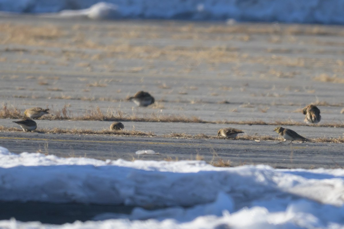 Lapland Longspur - ML646661959