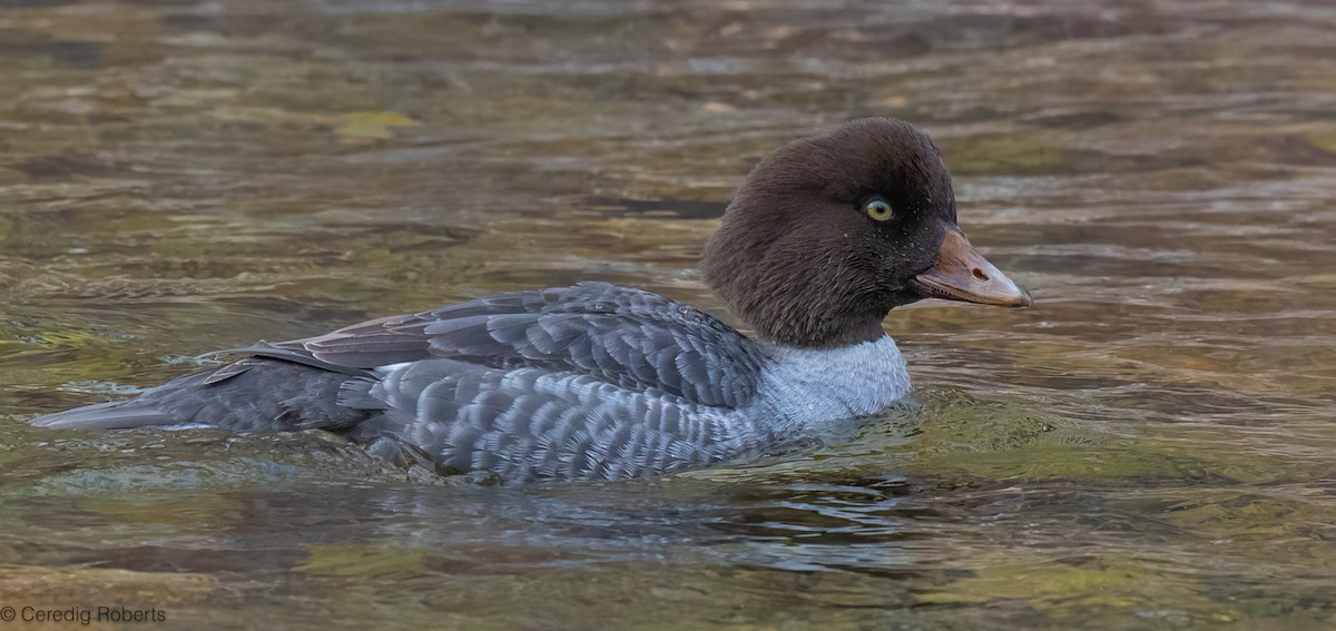 İzlanda Altıngözü - ML646661960