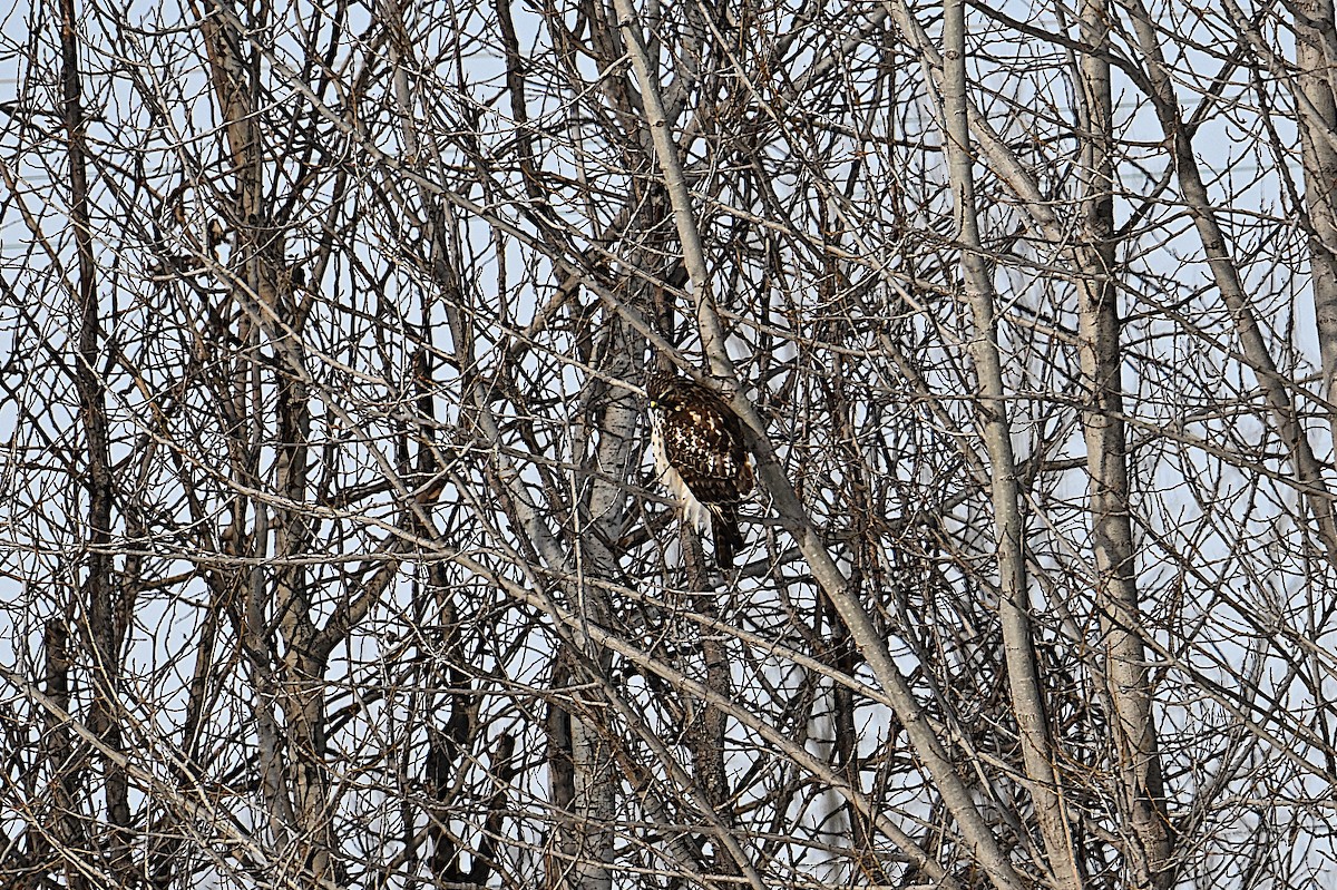 カタアカノスリ - ML646661961