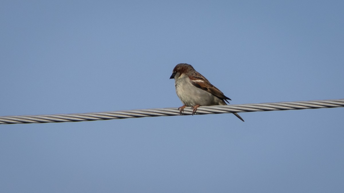 House Sparrow - ML646661968