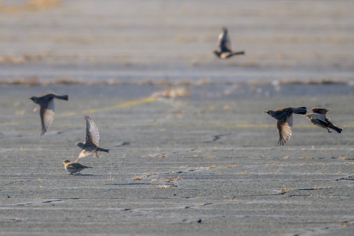 Chestnut-collared Longspur - ML646661970
