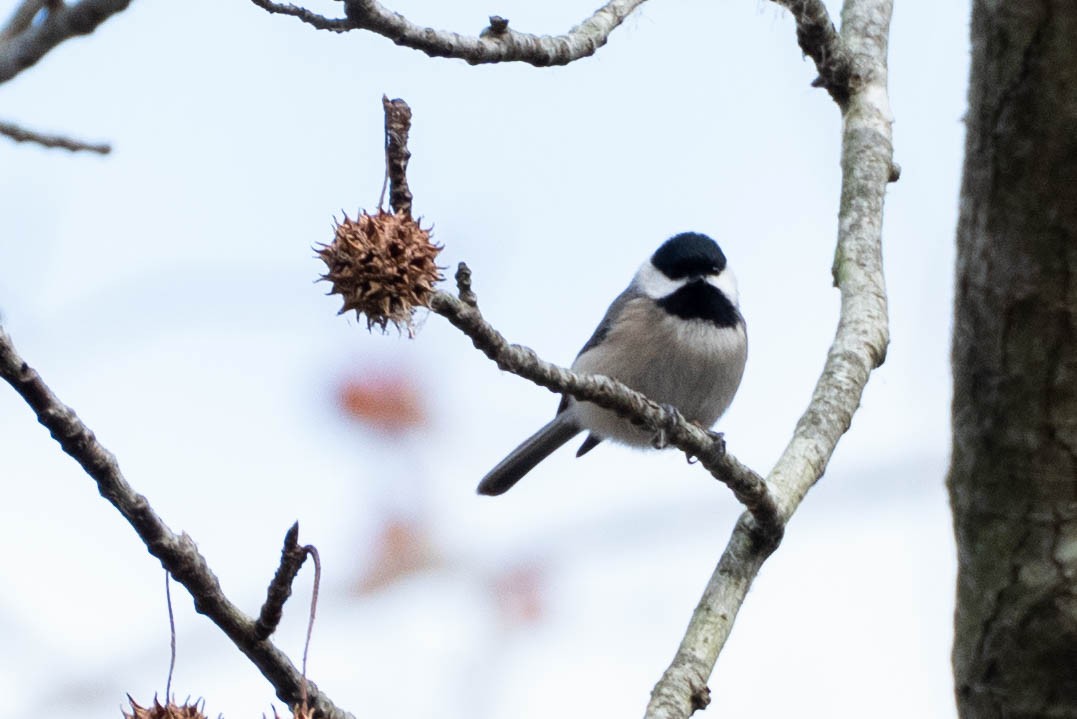 Carolina Chickadee - ML646661971