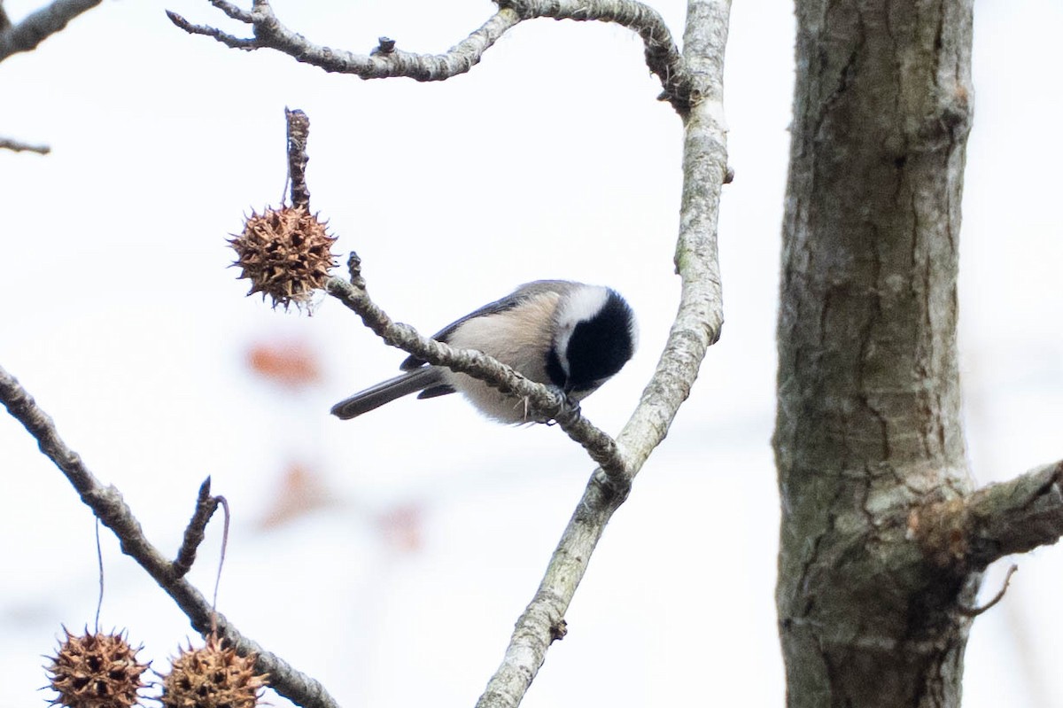 Carolina Chickadee - ML646661972