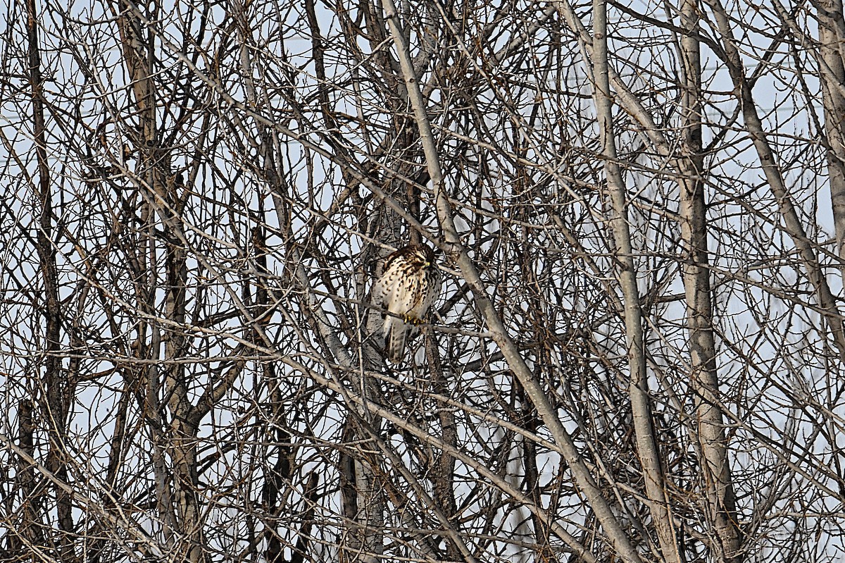 カタアカノスリ - ML646661973