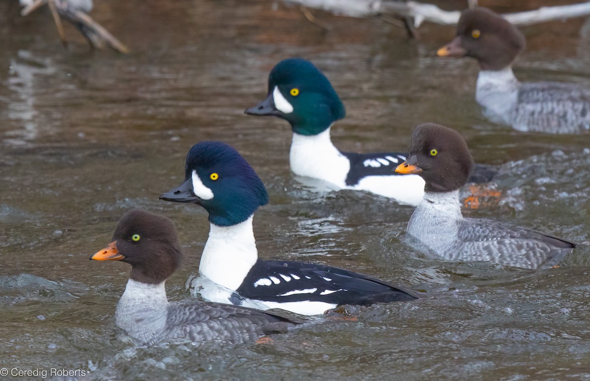 İzlanda Altıngözü - ML646661974