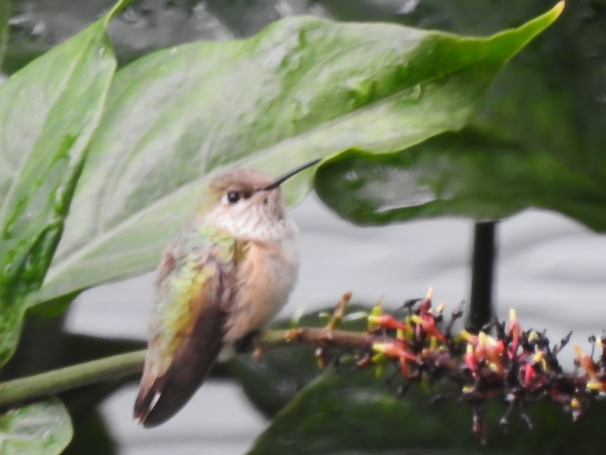 Calliope Hummingbird - ML646661976