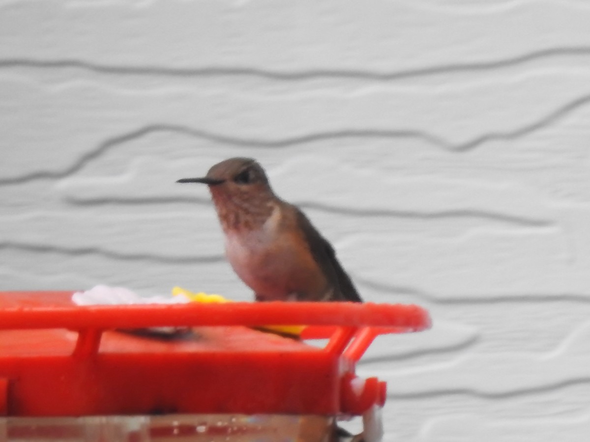 Calliope Hummingbird - ML646661977