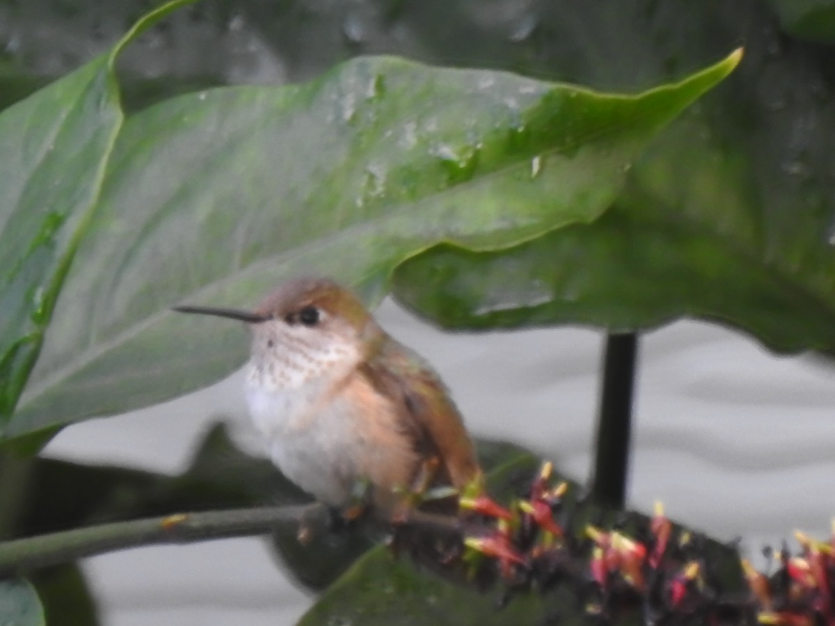 Calliope Hummingbird - ML646661978