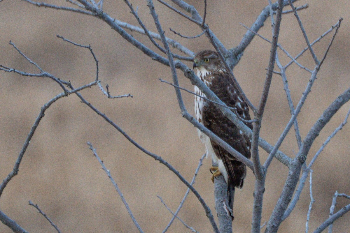 Merlin - ML646661979