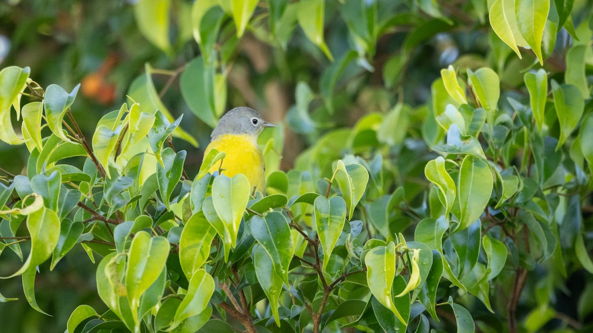 Nashville Warbler - ML646661981