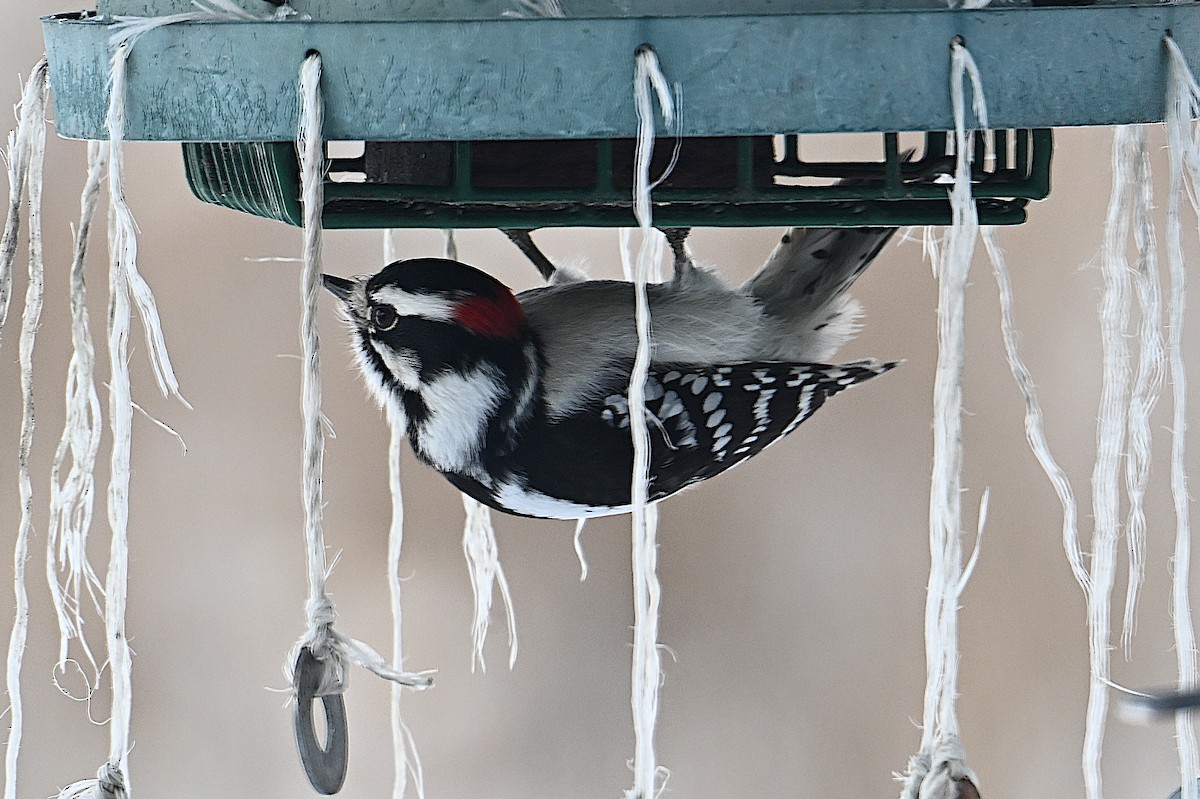 セジロコゲラ - ML646661982