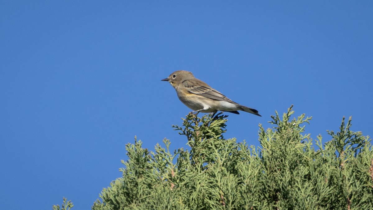 Yellow-rumped Warbler (Audubon's) - ML646661986