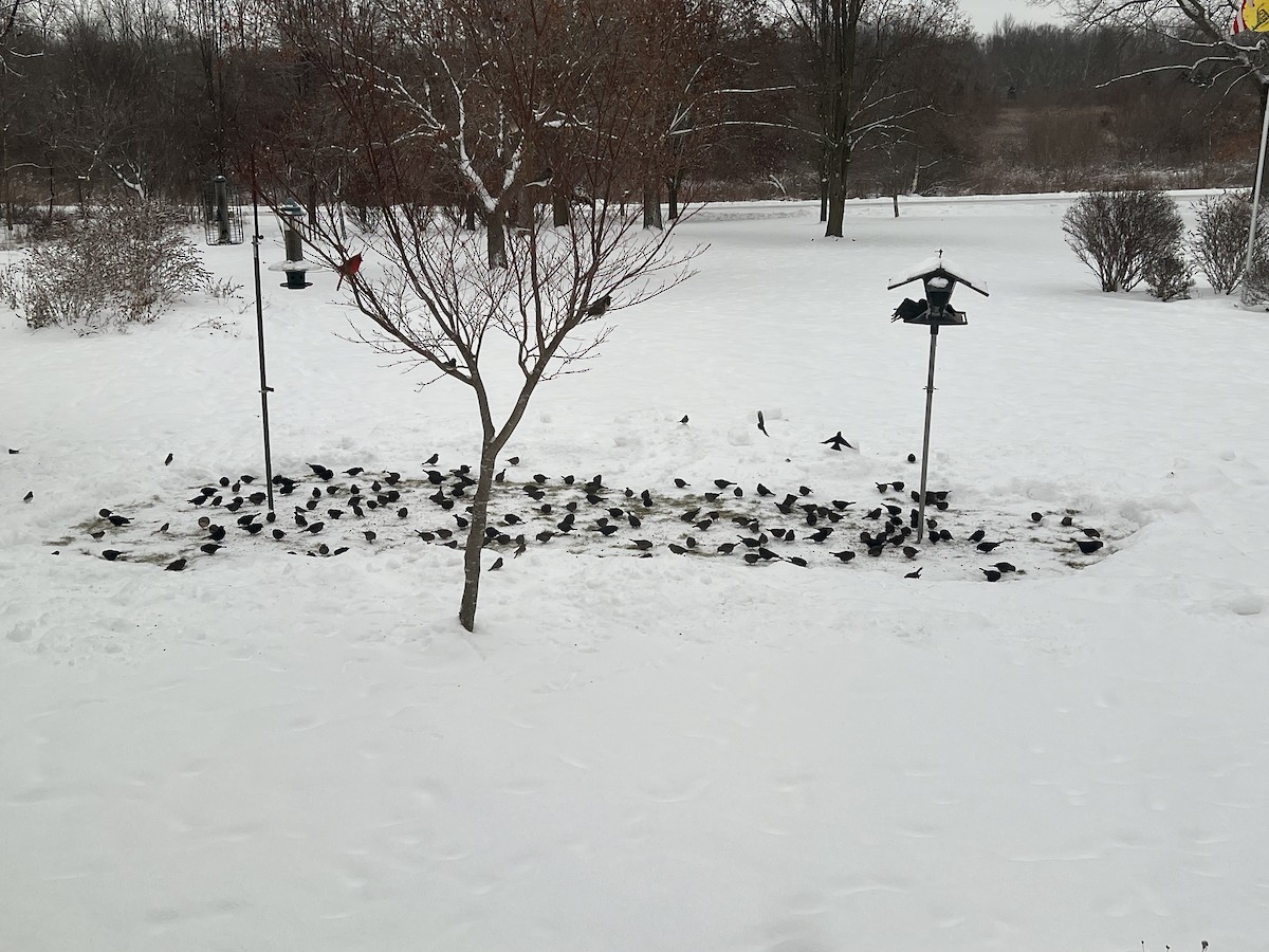 Коровий трупиал, буроголовый желтушник - ML646661987