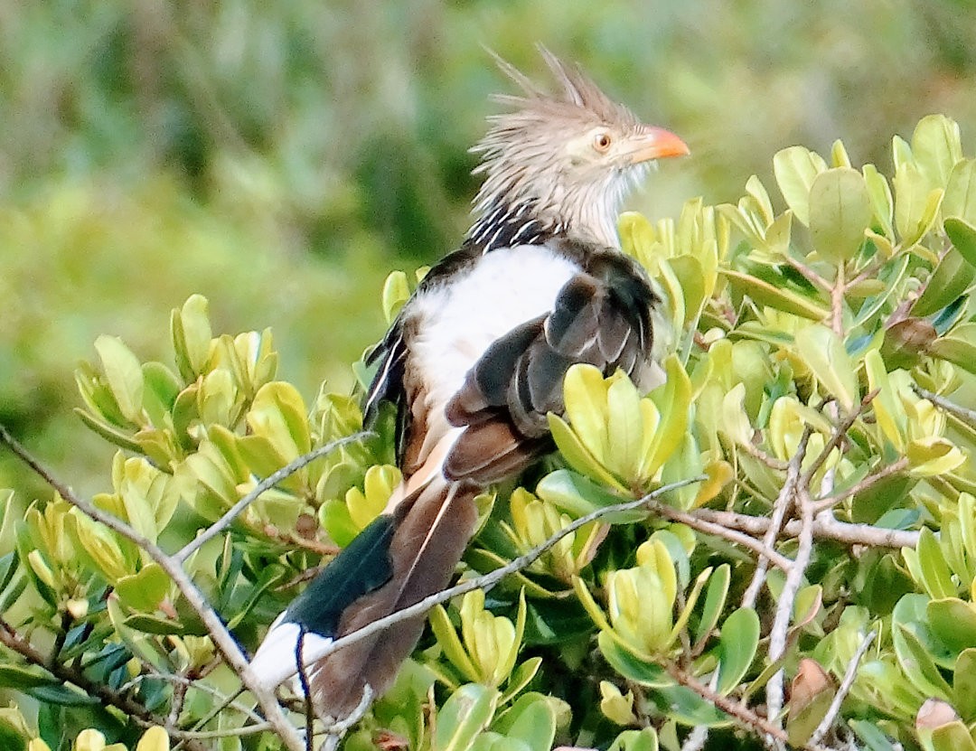 Guira Cuckoo - ML646661989
