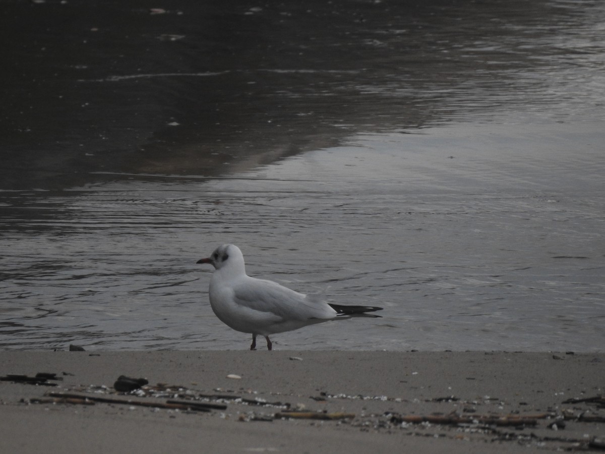 Black-headed Gull - ML646661990