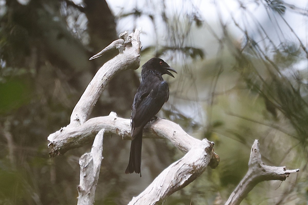 Дронго волохатий (підвид carbonarius) - ML646661992