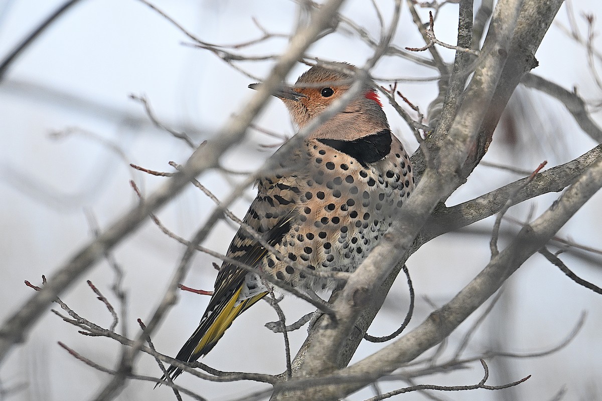 ハシボソキツツキ（auratus／luteus） - ML646661993