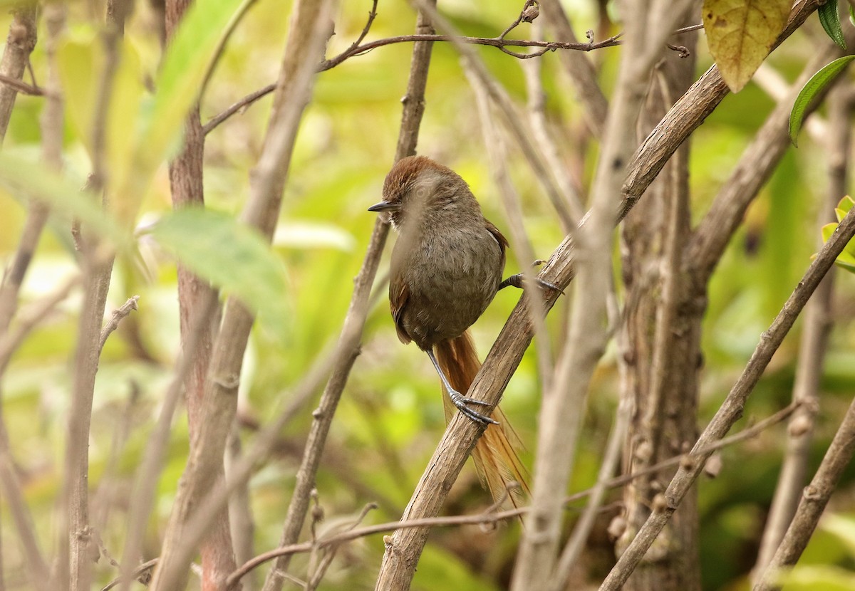 punatistelstjert - ML646661997