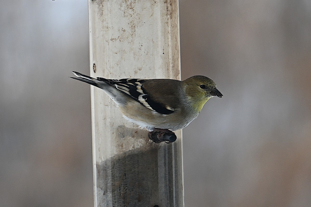 オウゴンヒワ - ML646662002