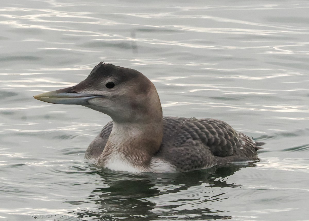 Yellow-billed Loon - ML646662004