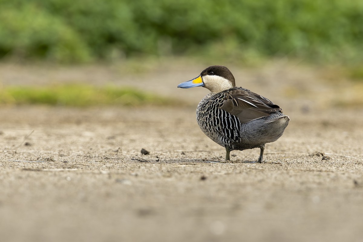 Silver Teal - ML646662006