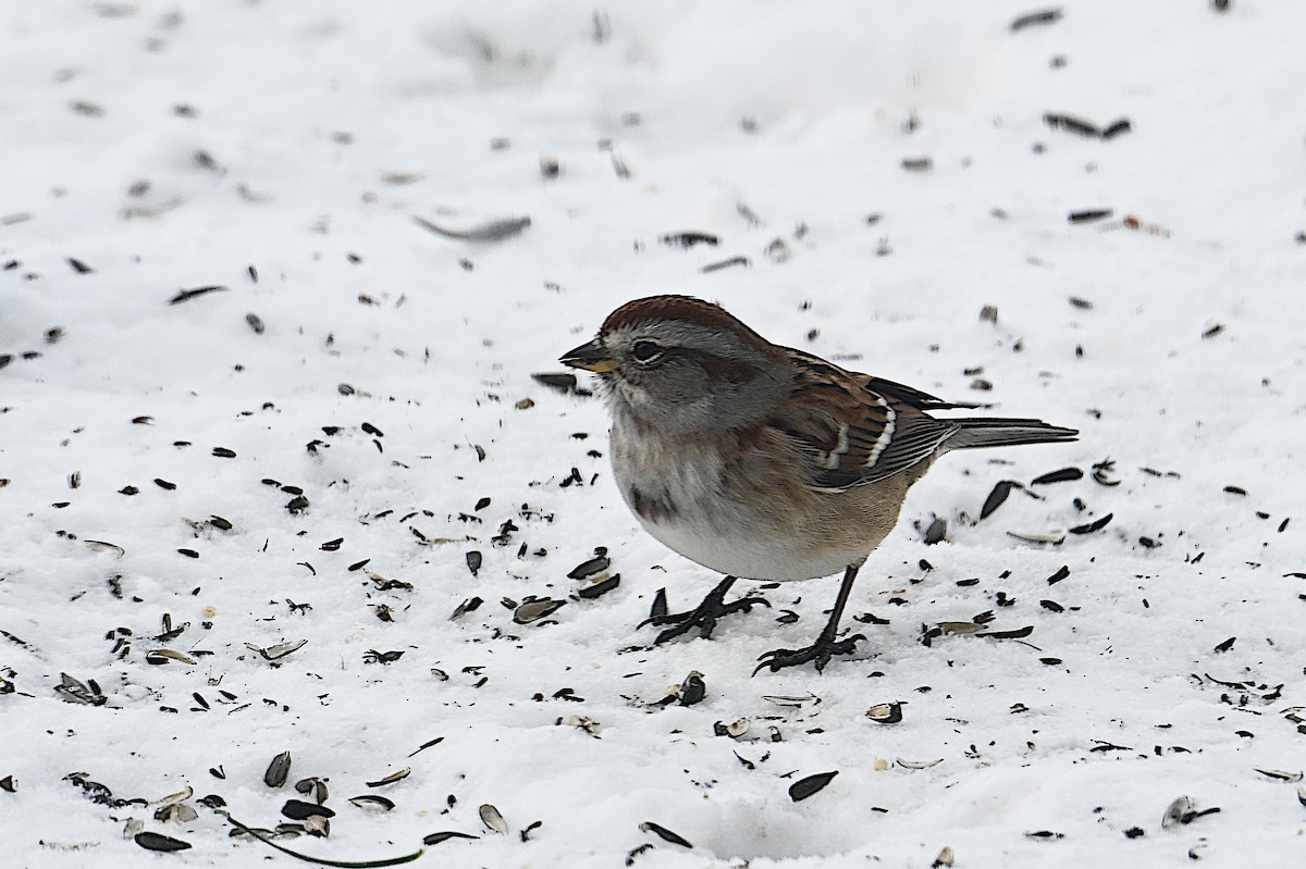 ムナフヒメドリ - ML646662008