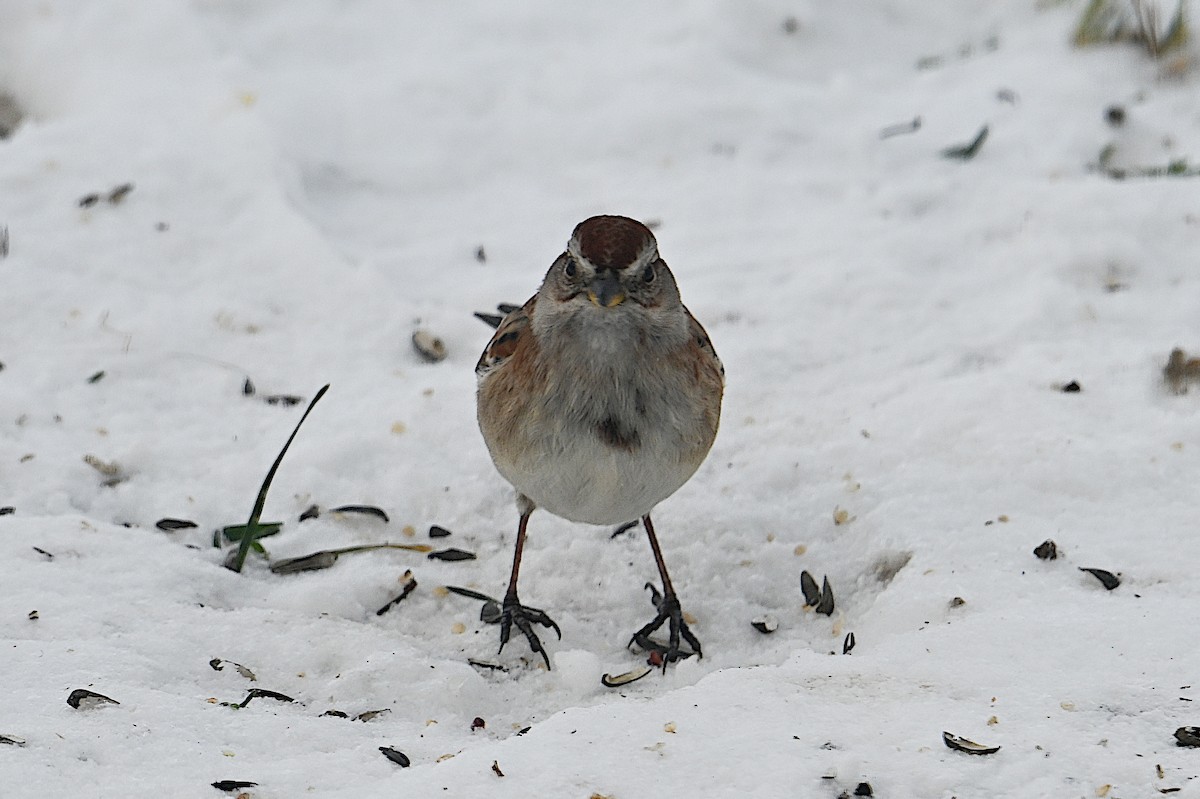 ムナフヒメドリ - ML646662011