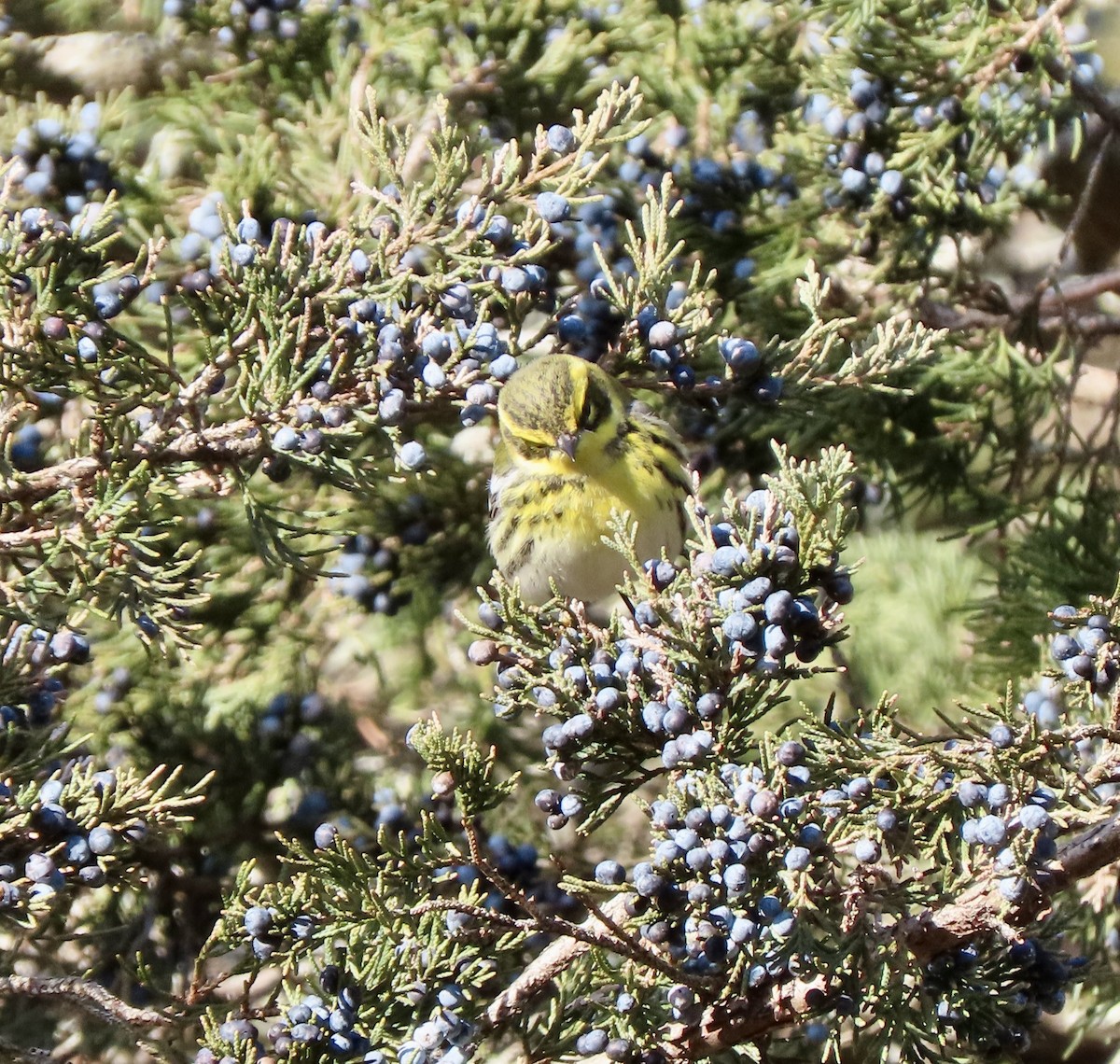 Townsend's Warbler - ML646662019