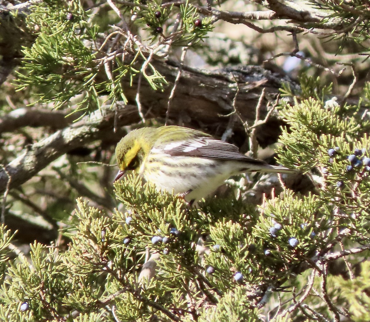 Townsend's Warbler - ML646662020