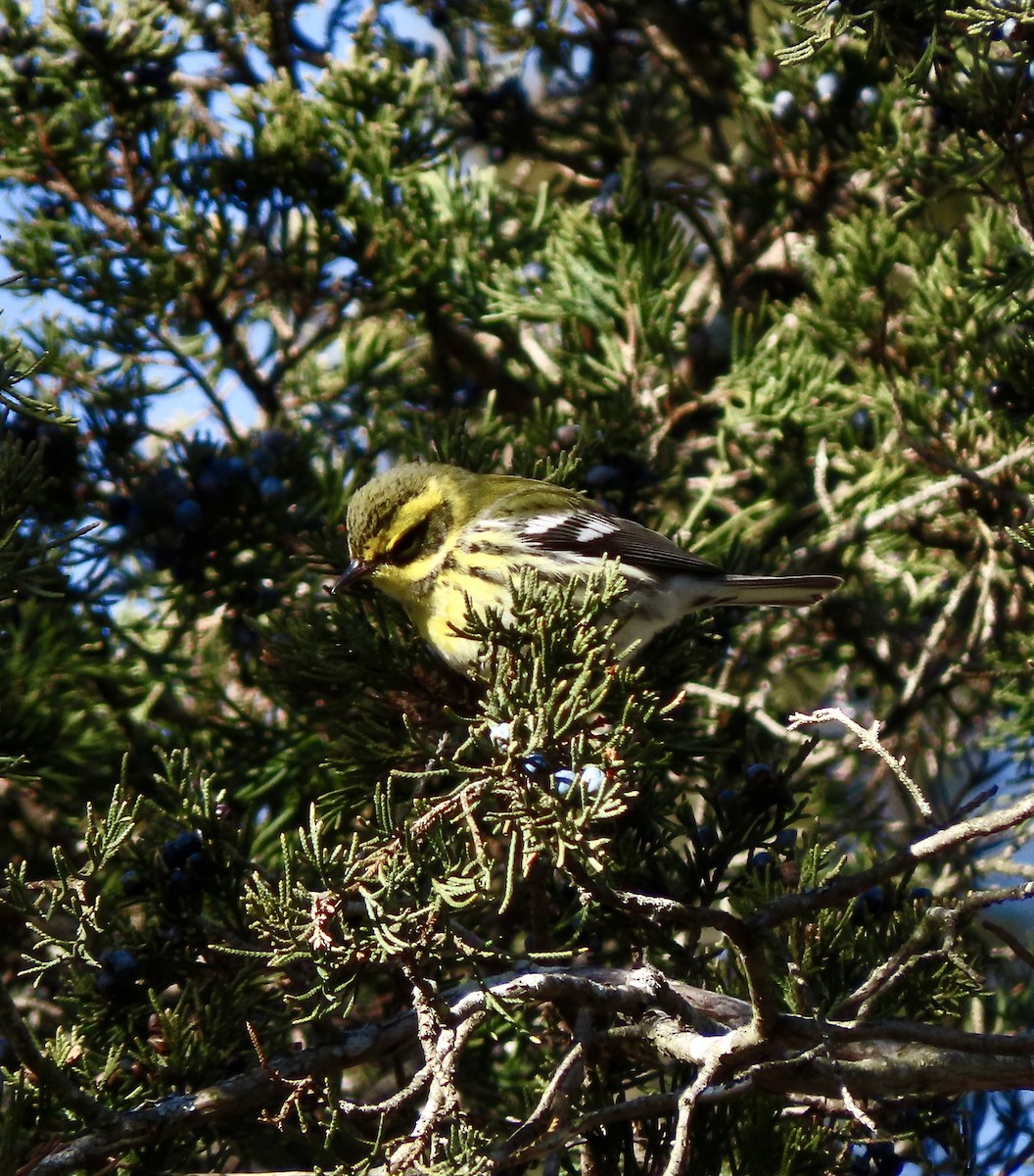 Townsend's Warbler - ML646662021