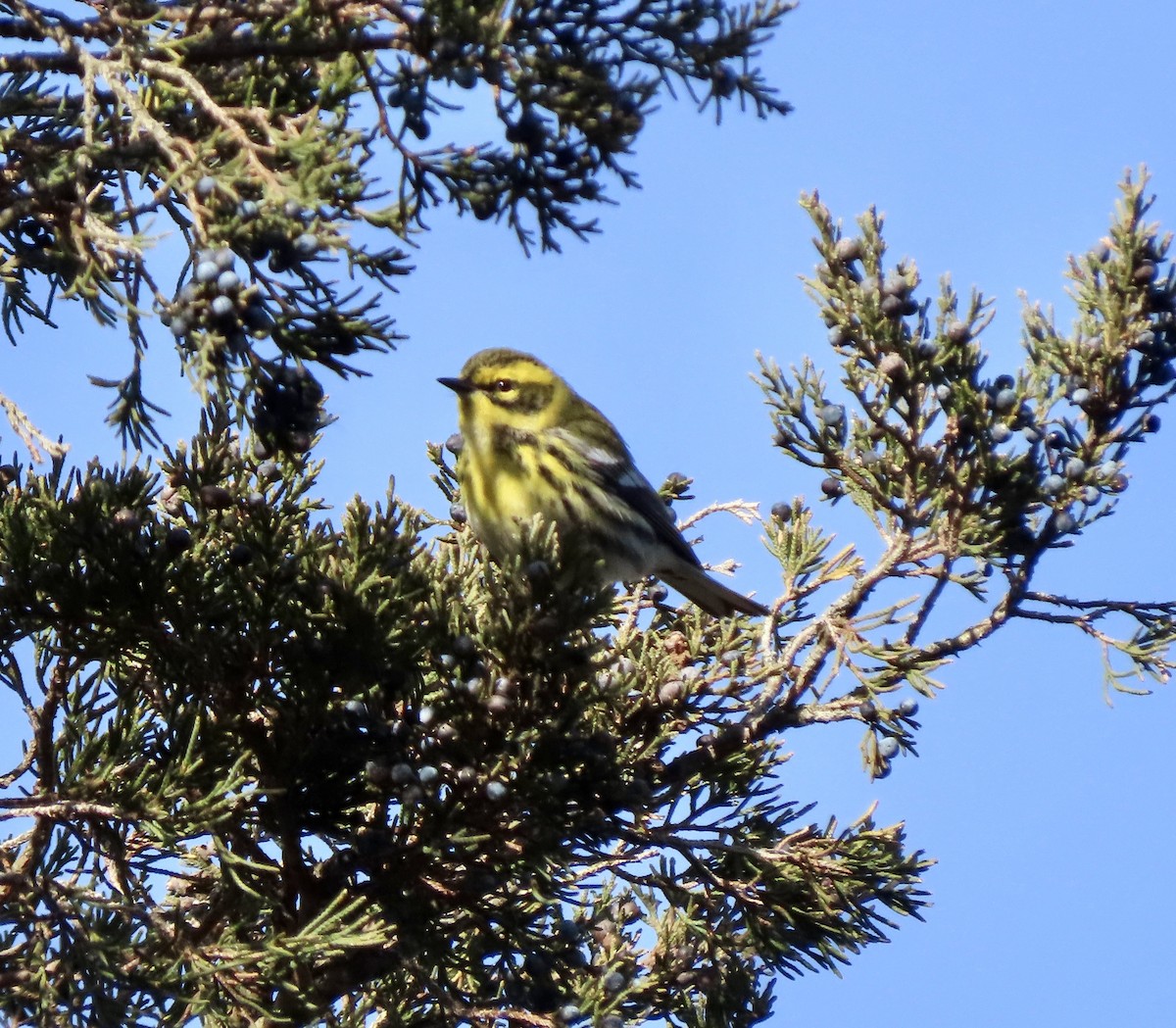 Townsend's Warbler - ML646662022
