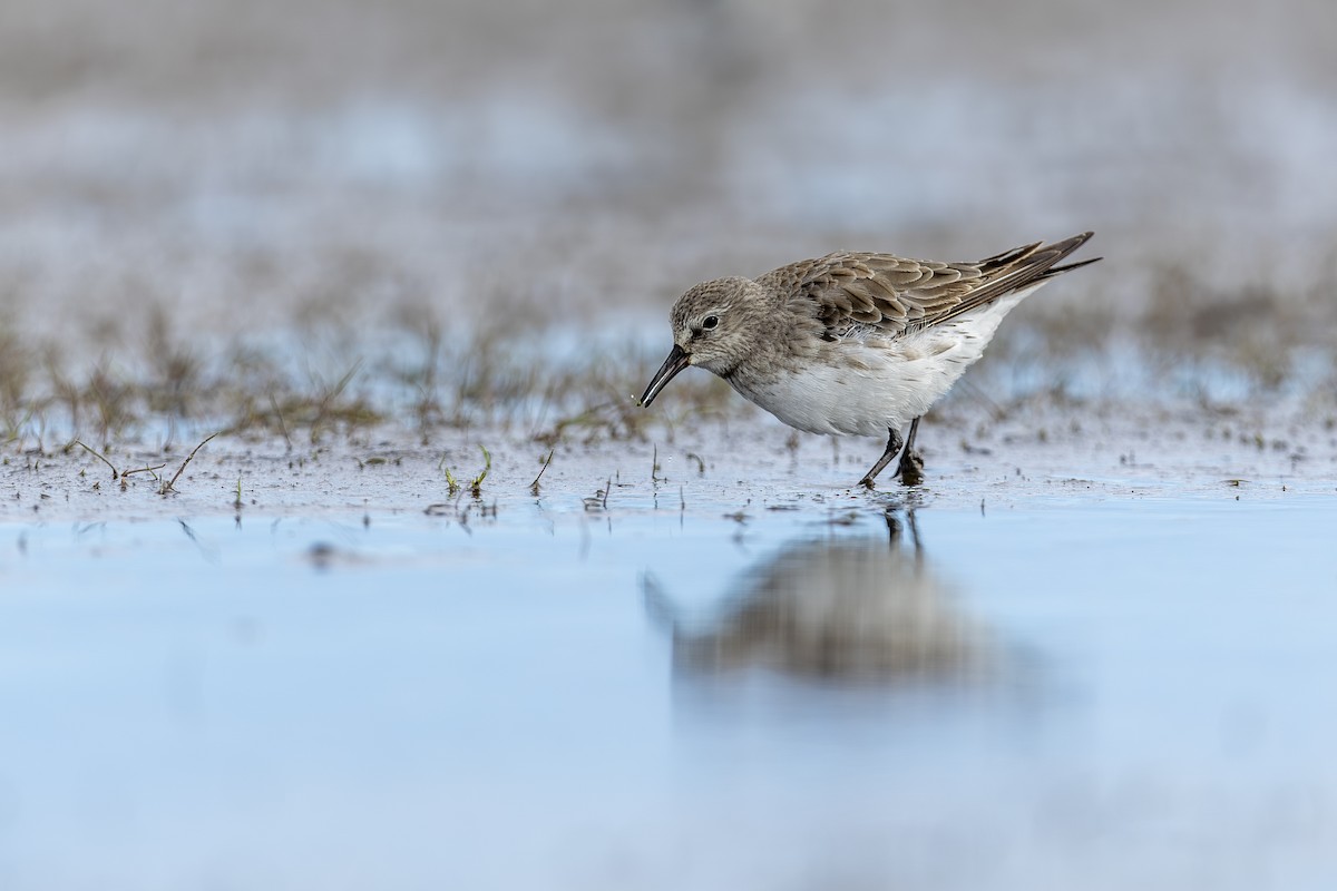 White-rumped Sandpiper - ML646662026