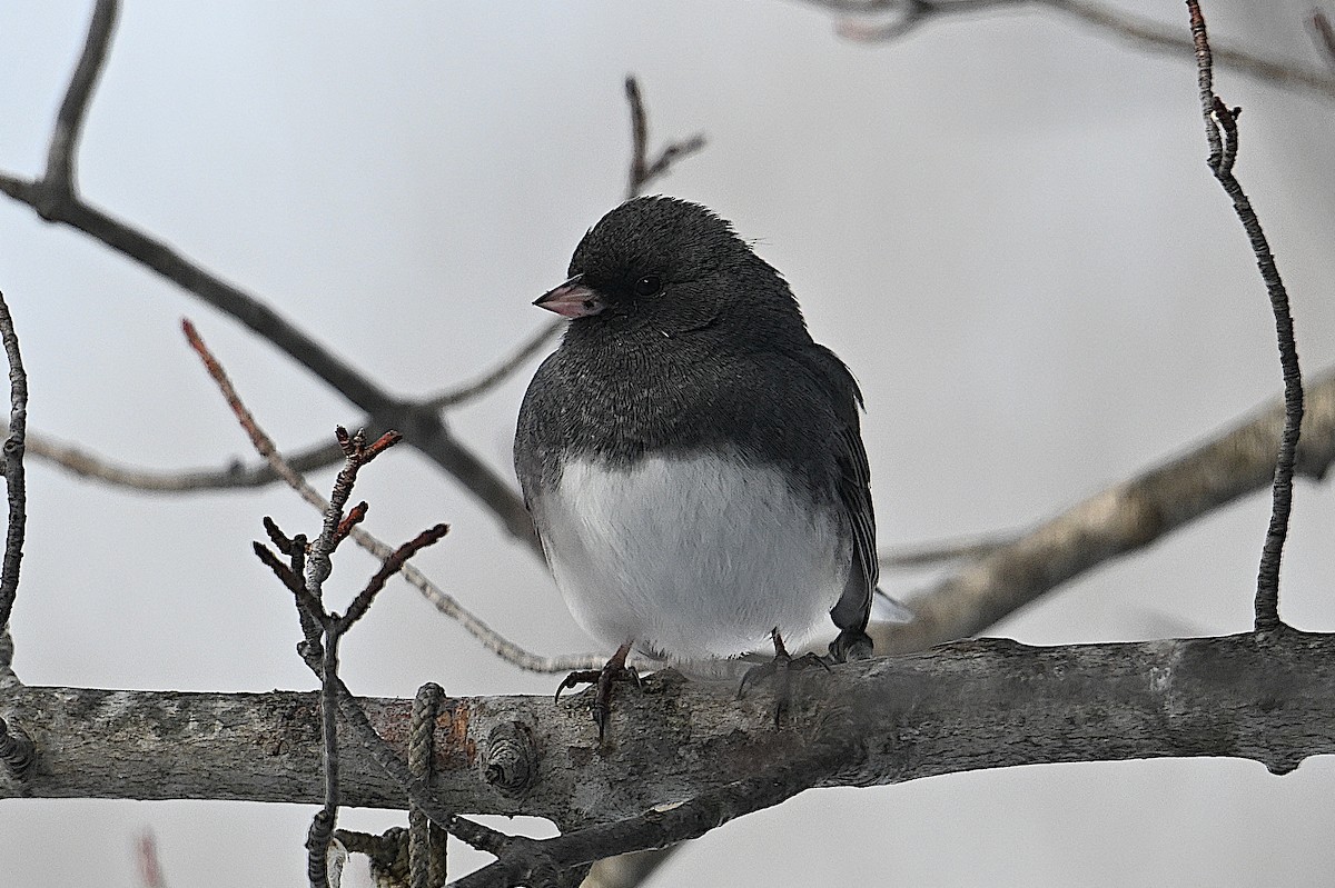 ユキヒメドリ（hyemalis／carolinensis） - ML646662037