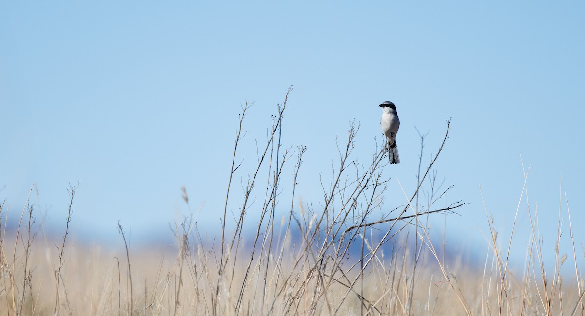 Pie-grièche migratrice - ML646662039