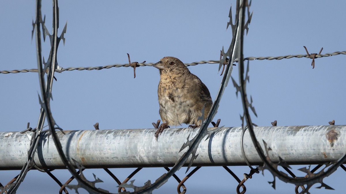 Canyon Towhee - ML646662041