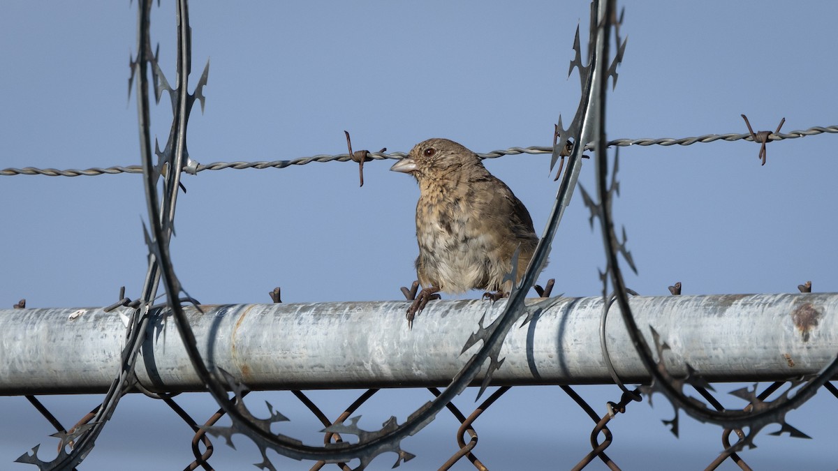Canyon Towhee - ML646662042