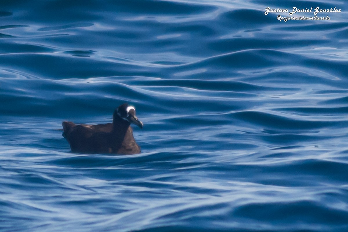 Spectacled Petrel - ML646662043