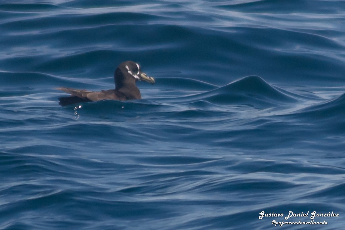 Spectacled Petrel - ML646662044