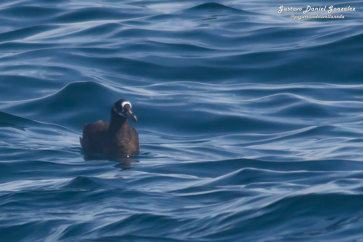Spectacled Petrel - ML646662045